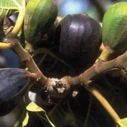 LSU Purple Fig Tree - 1 Gallon Pot -Garden Supplies Sales 2024 10072 lsu purple fig 1