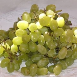 Thompson Seedless Grape Vine - 1 Gallon Pot -Garden Supplies Sales 2024 10092 thompson seedless grape