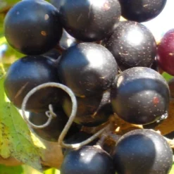 Lane Muscadine Grape Vine (Self Fertile) - 1 Gallon Pot -Garden Supplies Sales 2024 10133 lane muscadine