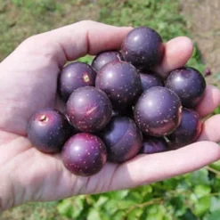 Nesbitt Muscadine Grape Vine - 1 Gallon Pot -Garden Supplies Sales 2024 10547 nesbitt muscadine