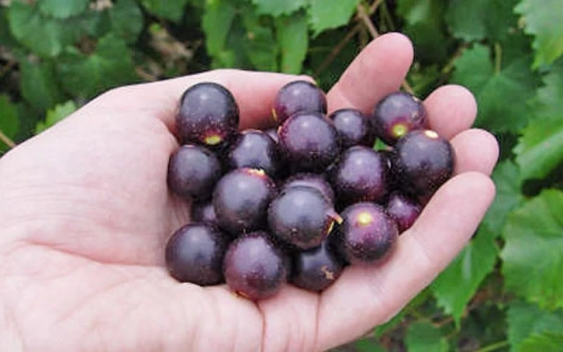 Noble Muscadine Grape Vine (Self Fertile) - 1 Gallon Pot 4 Noble Muscadine Grape Vine (Self Fertile) - 1 Gallon Pot - Image 4