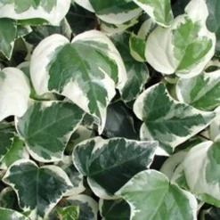 Variegated Algerian Ivy (Hedera Algeriensis 'Gloire De Marengo') - 6 Pack Of Pint Pots -Garden Supplies Sales 2024 3554 ravensholst ivy
