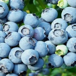 Powderblue Rabbiteye Blueberry - 7 Gallon Pot -Garden Supplies Sales 2024 3591 powder blue blueberry 1