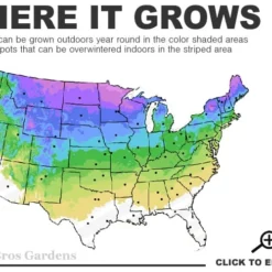 Spiral Dwarf Alberta Spruce Topiary - 7 Gallon Pot 6 Spiral Dwarf Alberta Spruce Topiary - 7 Gallon Pot -Garden Supplies Sales 2024 3a 8a 5