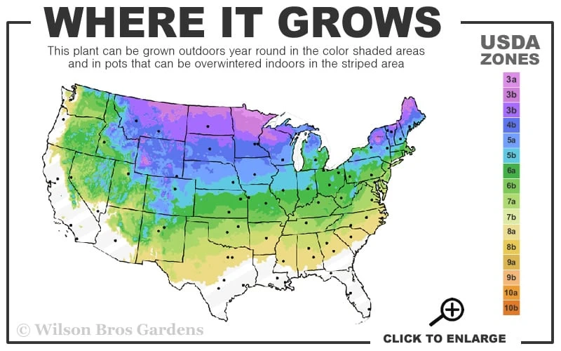 Bar Harbor Juniper - 1 Gallon Pot 3 Bar Harbor Juniper - 1 Gallon Pot - Image 3