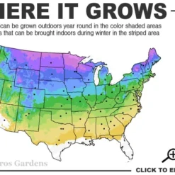 Staghorn Sumac (Rhus Typhina) - 3 Gallon Pot -Garden Supplies Sales 2024 3a 8b 25