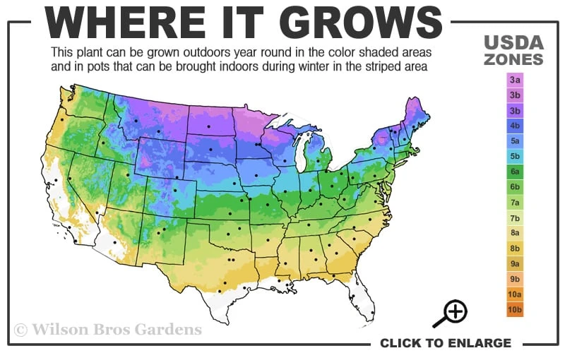 Autumn Brilliance Fern (Dryopteris Erythrosora) - 6 Pack Of 1 Gallon Pots 3 Autumn Brilliance Fern (Dryopteris Erythrosora) - 6 Pack Of 1 Gallon Pots - Image 3