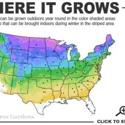 Wild Bergamot Bee Balm (Monarda Fistulosa) - 8 Pack Of 1 Gallon Pots -Garden Supplies Sales 2024 3a 8b 46