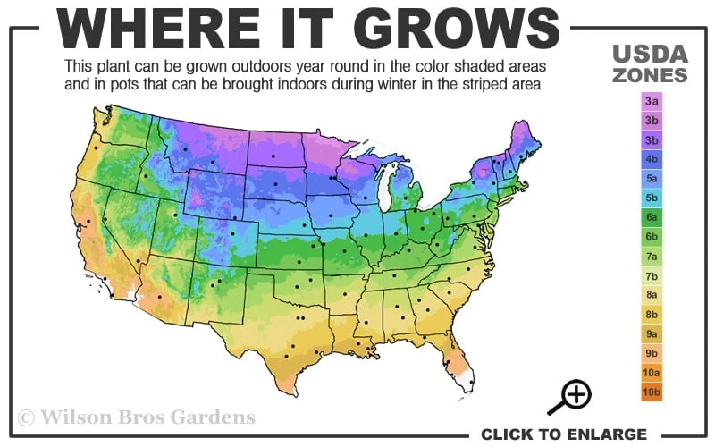 Blue Rug Juniper - 3 Gallon Pot 3 Blue Rug Juniper - 3 Gallon Pot - Image 3