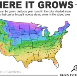 Tahoe Candytuft - Iberis Sempervirens - 10 Count Flat Of Quart Pots -Garden Supplies Sales 2024 3a 9b 2