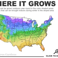 Red Drift Groundcover Rose - 2 Gallon Pot -Garden Supplies Sales 2024 4a 11 9