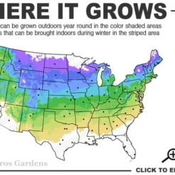 Northern Highbush Blueberry (Vaccinum Corymbosum) - 6 Pack Of 1 Gallon Pots -Garden Supplies Sales 2024 4a 8a