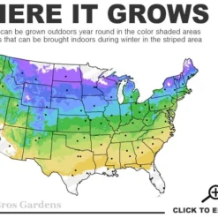American Sweet Crabapple Tree (Malus Coronaria) - 1 Gallon Pot -Garden Supplies Sales 2024 4a 8b 12