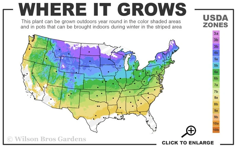 Walker's Low Catmint (Nepeta X Faassenii) - 5 Pack Of Quart Pots 3 Walker's Low Catmint (Nepeta X Faassenii) - 5 Pack Of Quart Pots - Image 3