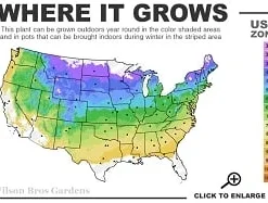 Downy Pagoda Plant (Blephilia Ciliata) - 1 Gallon Pot -Garden Supplies Sales 2024 4a 8b thumbnail 8