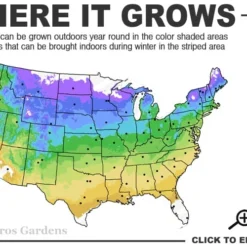Pachysandra - Japanese Spurge - 18 Count Flat Of Pint Pots -Garden Supplies Sales 2024 4a 9a