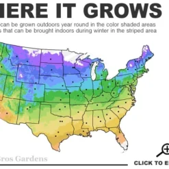 Southern Crabapple (Malus Angustifolia) - 3 Gallon Pot -Garden Supplies Sales 2024 4a 9b 45