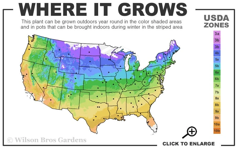 Spicy Orange Thyme - 6 Pack Of Pint Pots 3 Spicy Orange Thyme - 6 Pack Of Pint Pots - Image 3