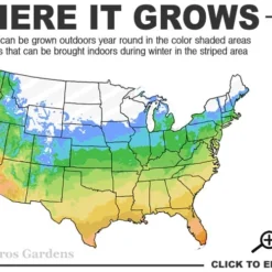 Tall Mondo Grass - 1 Gallon Pot -Garden Supplies Sales 2024 5a 10b 11