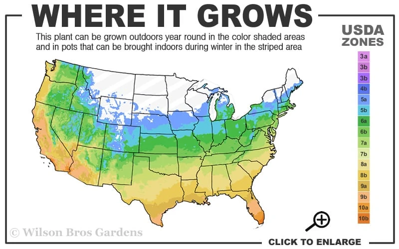 Golden Ingot Ivy - Hedera Helix - 3 Pack Of Pint Pots 3 Golden Ingot Ivy - Hedera Helix - 3 Pack Of Pint Pots - Image 3