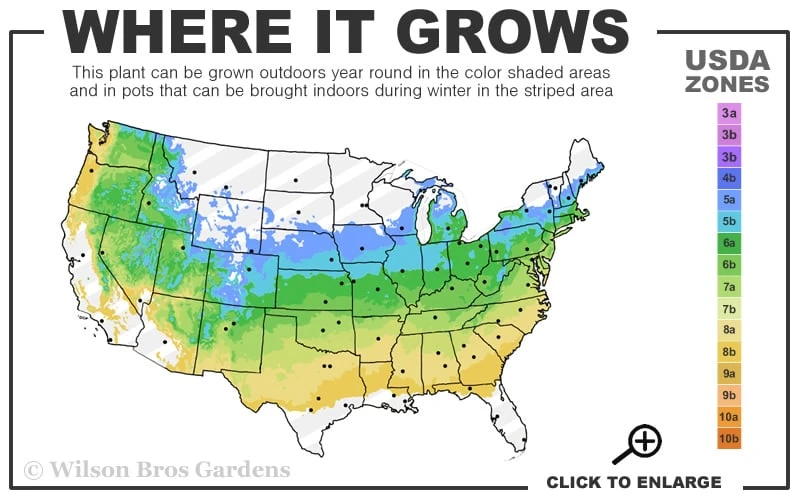Lucy Rose Of Sharon (Single Trunk Tree) - 7 Gallon Pot (4-5') 3 Lucy Rose Of Sharon (Single Trunk Tree) - 7 Gallon Pot (4-5') - Image 3