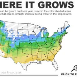 Red Creeping Thyme (Thymus Praecox 'Coccineus') - 5 Pack Of Quart Pots -Garden Supplies Sales 2024 5a 8b 19