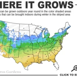Red Cascade Miniature Climbing Rose - 1 Gallon Pot -Garden Supplies Sales 2024 5a 9a
