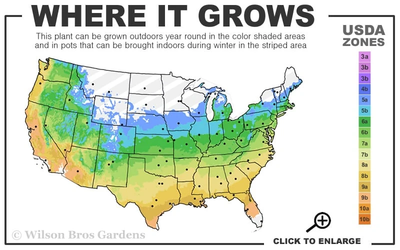 All Gold Golden Pacific Juniper - 3 Gallon Pot 3 All Gold Golden Pacific Juniper - 3 Gallon Pot - Image 3