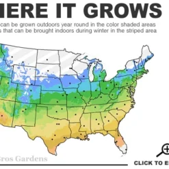 Blue Pacific Juniper - 6-Pack Of 1 Gallon Pots -Garden Supplies Sales 2024 5a 9b 9