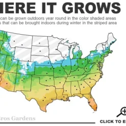 Black Mondo Grass - Ophiopogon Planiscapus 'Nigrescens' - 18 Count Flat Of Pint Pots -Garden Supplies Sales 2024 5b 11 17