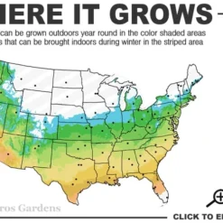 Bug Bat Pitcher Plant (Sarracenia) - 2.5 Quart Pot -Garden Supplies Sales 2024 5b 9b