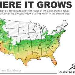 Salavatski Cold Hardy Russian Pomegranate - 3 Gallon Pot 8 Salavatski Cold Hardy Russian Pomegranate - 3 Gallon Pot -Garden Supplies Sales 2024 6A 11 17