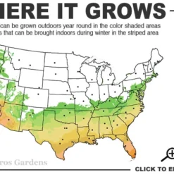 Russian 26 Cold Hardy Pomegranate - 6 Pack Of 1 Gallon Pots -Garden Supplies Sales 2024 6B 11