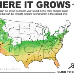 Ingelise English Ivy (Hedera) - 10 Pack Of 4" Pots -Garden Supplies Sales 2024 6a 10a