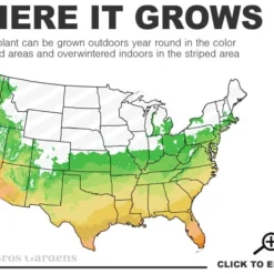 Flirt Dwarf Nandina - 1 Gallon Pot -Garden Supplies Sales 2024 6a 10b 7