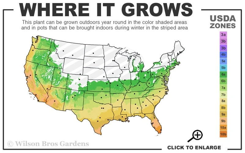 Silvery Sunproof Variegated Liriope - Lilyturf - 3 Pack Of Pint Pots 3 Silvery Sunproof Variegated Liriope - Lilyturf - 3 Pack Of Pint Pots - Image 3