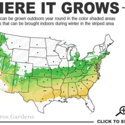Coastal Azalea (Rhododendron Atlanticum) - 1 Gallon Pot -Garden Supplies Sales 2024 6a 8b