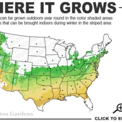 Titan Blueberry - 3 Gallon Pot -Garden Supplies Sales 2024 6a 9a 2