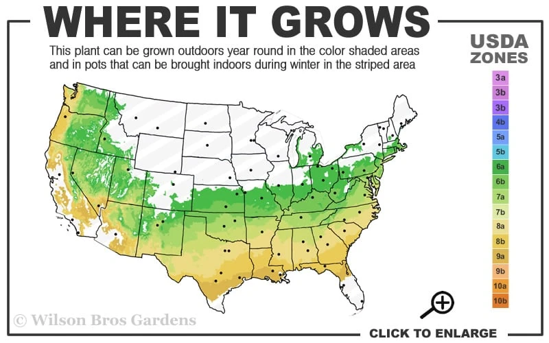 Titan Blueberry - 6 Pack Of 1 Gallon Pots 3 Titan Blueberry - 6 Pack Of 1 Gallon Pots - Image 3