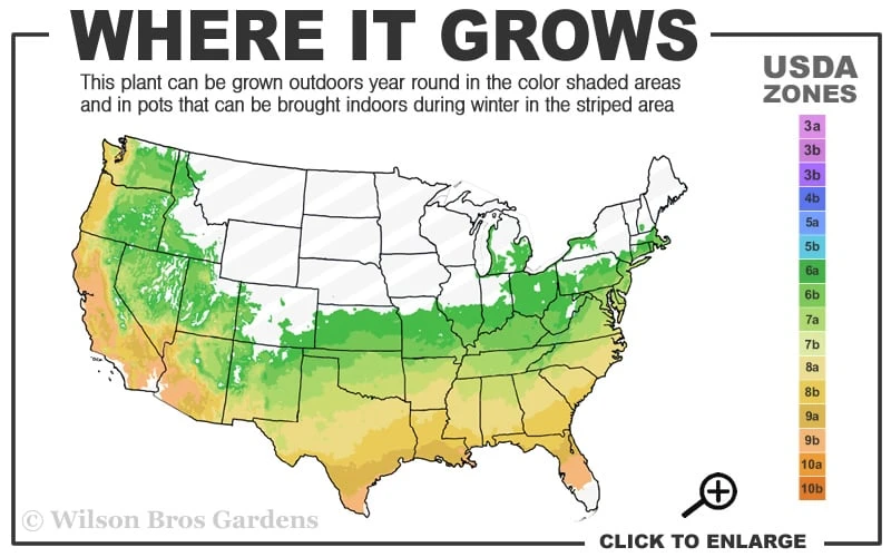 Golden Dragon Plum Yew (Cephalotaxus Harringtonia) - 1 Gallon Pot 3 Golden Dragon Plum Yew (Cephalotaxus Harringtonia) - 1 Gallon Pot - Image 3