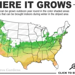 Serpentine Weeping Blue Atlas Cedar - 5 Gallon Pot 8 Serpentine Weeping Blue Atlas Cedar - 5 Gallon Pot -Garden Supplies Sales 2024 6a 9b 33