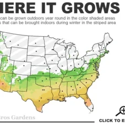 Climax Rabbiteye Blueberry - 3 Gallon Pot -Garden Supplies Sales 2024 6b 9b 2