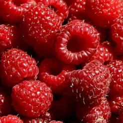 Heritage Raspberry - 1 Gallon Pot -Garden Supplies Sales 2024 7770 red raspberry heritage 1