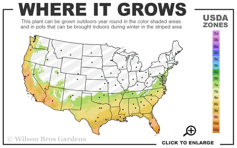 Texas Everbearing Fig Tree - 3 Gallon Pot 3 Texas Everbearing Fig Tree - 3 Gallon Pot - Image 3