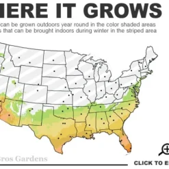Goldcrest Monterey Lemon Cypress - 3-Ball Poodle Tier Topiary - 5 Gallon Pot -Garden Supplies Sales 2024 7a 10b 42