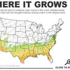 Snow N Summer Asiatic Jasmine - 1 Gallon Pot -Garden Supplies Sales 2024 7a 9b 3