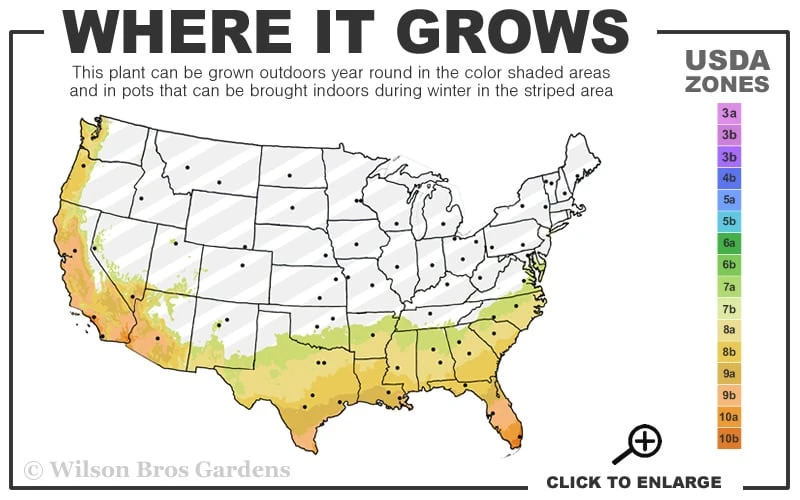 Asian Jasmine - Asiatic Jasmine - 18 Count Flat Of Pint Pots 3 Asian Jasmine - Asiatic Jasmine - 18 Count Flat Of Pint Pots - Image 3