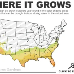 Arbequina Olive Tree - 1 Gallon Pot -Garden Supplies Sales 2024 7b 10b 8