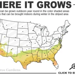 Alapaha Rabbiteye Blueberry - 3 Gallon Pot -Garden Supplies Sales 2024 7b 9b