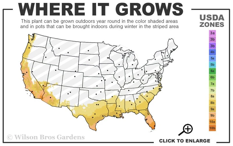 Black Mission Fig Tree - 6 Pack Of 1 Gallon Pots 3 Black Mission Fig Tree - 6 Pack Of 1 Gallon Pots - Image 3